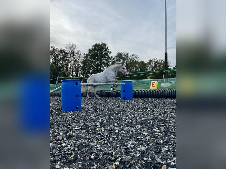 Hannoveraan Merrie 18 Jaar 160 cm Vliegenschimmel in Melsungen