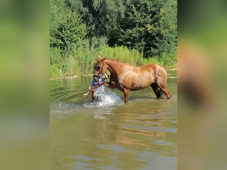 Hannoveraan Merrie 18 Jaar 161 cm Vos in Schönwalde