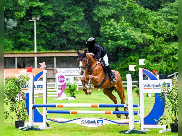 Hannoveraan Merrie 18 Jaar 162 cm Vos in Goch