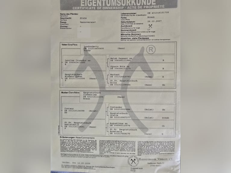 Hannoveraan Merrie 18 Jaar 164 cm Bruin in S&#xF6;mmerda
