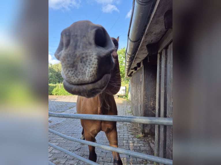 Hannoveraan Merrie 18 Jaar 164 cm Bruin in Münster