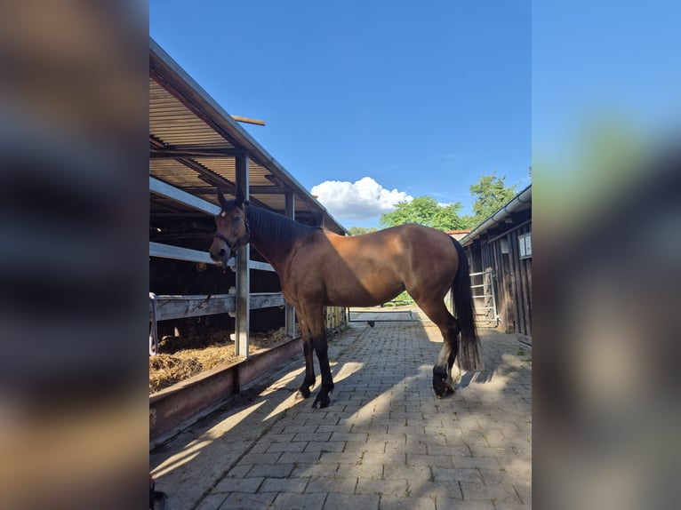 Hannoveraan Merrie 18 Jaar 164 cm Bruin in Münster