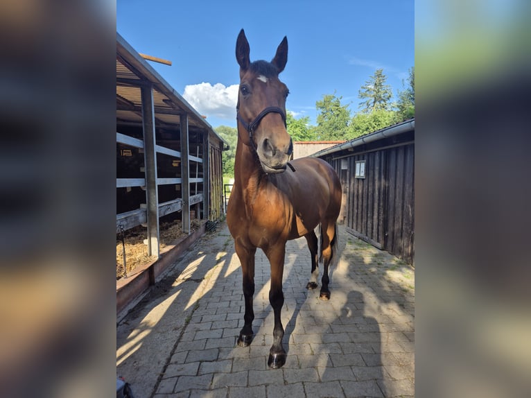 Hannoveraan Merrie 18 Jaar 164 cm Bruin in Münster