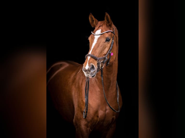 Hannoveraan Merrie 18 Jaar 164 cm  in Bad Schwartau