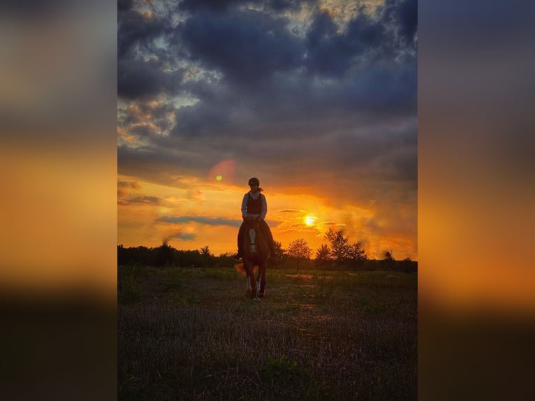 Hannoveraan Merrie 18 Jaar 164 cm Vos in Weitenhagen