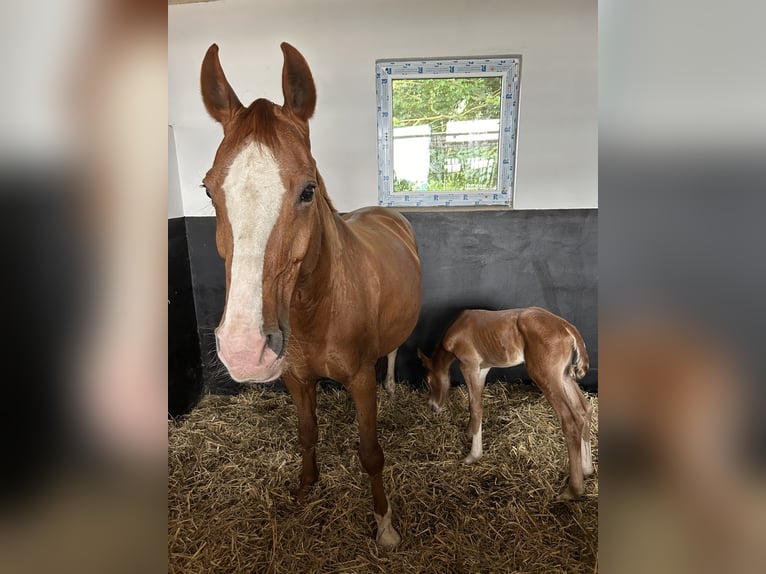 Hannoveraan Merrie 18 Jaar 164 cm Vos in Weitenhagen