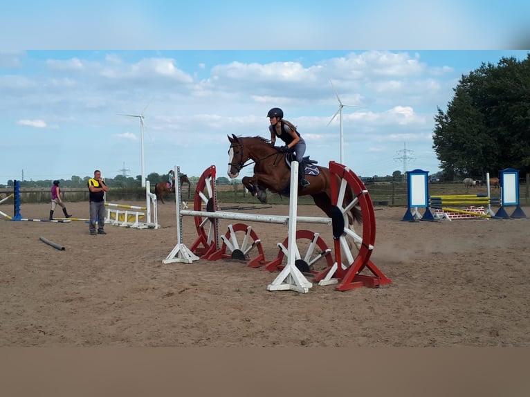 Hannoveraan Merrie 18 Jaar 164 cm Vos in Weitenhagen