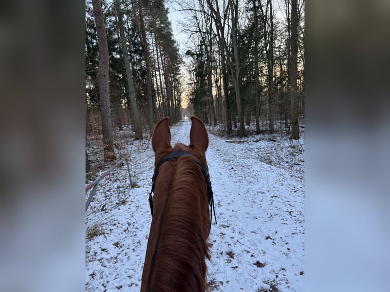 Hannoveraan Merrie 18 Jaar 164 cm Vos in Weitenhagen