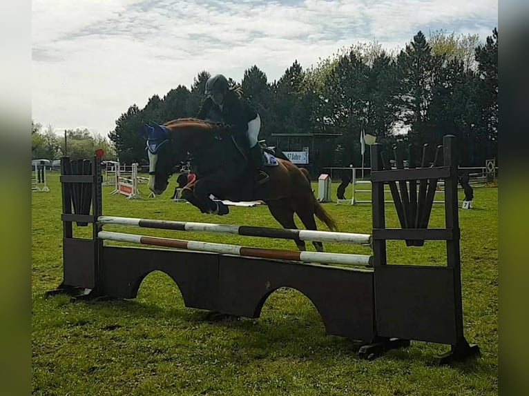Hannoveraan Merrie 18 Jaar 164 cm Vos in Weitenhagen