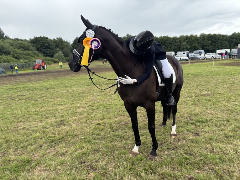 Hannoveraan Merrie 18 Jaar 164 cm Zwart in Flensburg
