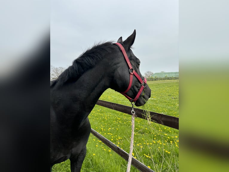 Hannoveraan Merrie 18 Jaar 164 cm Zwart in Flensburg