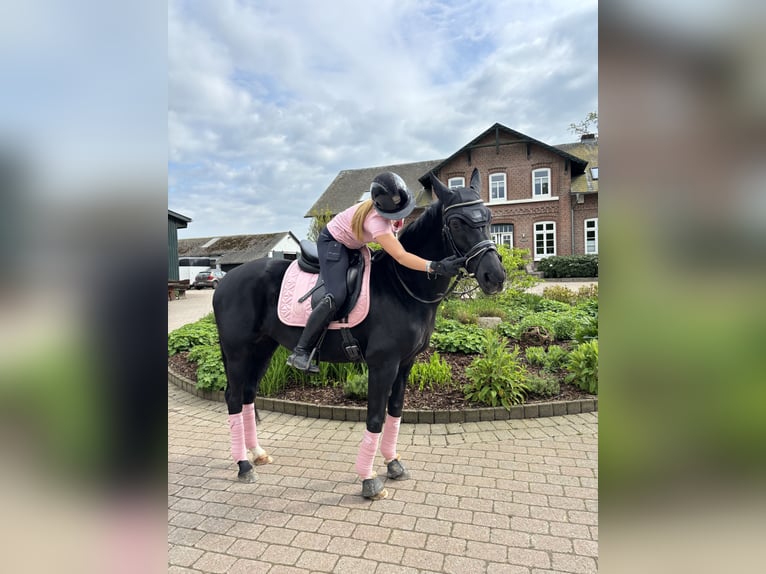 Hannoveraan Merrie 18 Jaar 164 cm Zwart in Flensburg