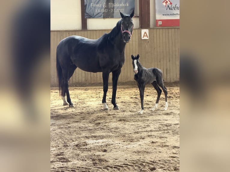 Hannoveraan Merrie 18 Jaar 164 cm Zwart in Jerrishoe