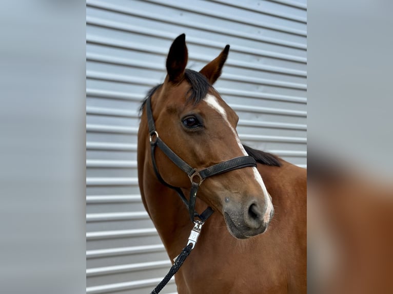Hannoveraan Merrie 18 Jaar 165 cm Bruin in Neudietendorf
