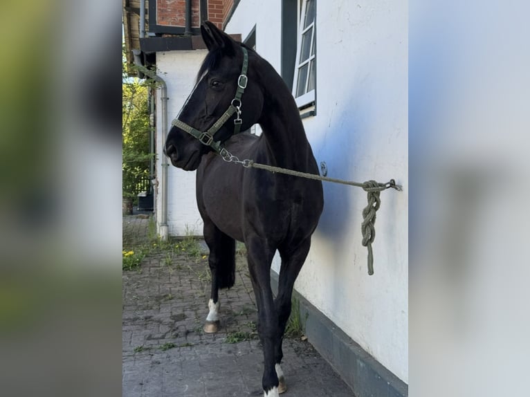 Hannoveraan Merrie 18 Jaar 165 cm Zwart in Rottach-Egern