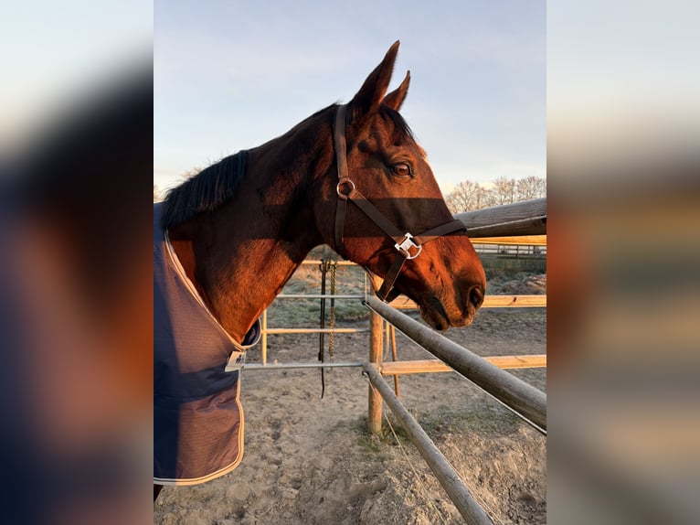 Hannoveraan Merrie 18 Jaar 167 cm Bruin in Frelsdorf