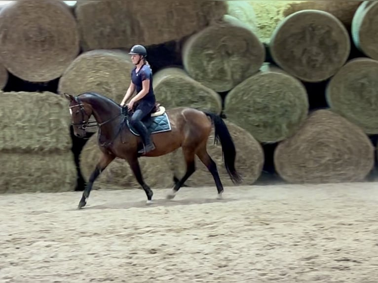 Hannoveraan Merrie 18 Jaar 167 cm Donkerbruin in Pelmberg