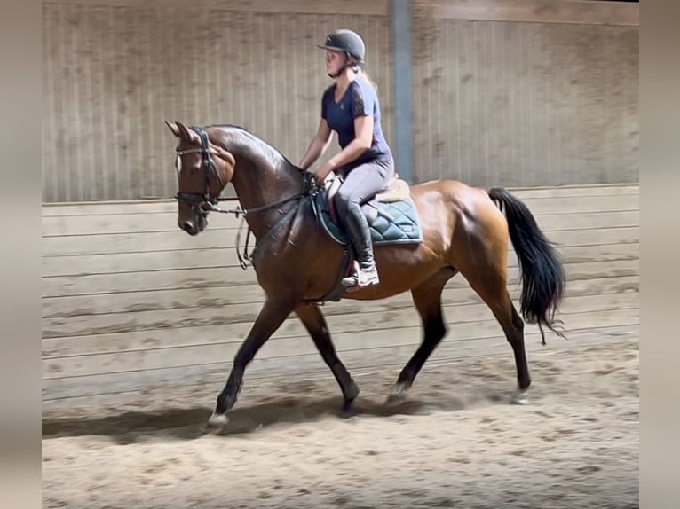 Hannoveraan Merrie 18 Jaar 167 cm Donkerbruin in Pelmberg