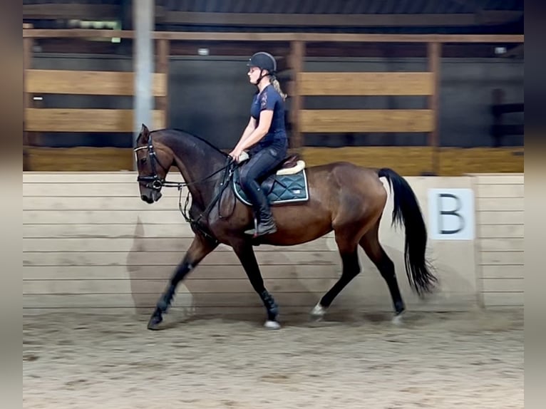 Hannoveraan Merrie 18 Jaar 167 cm Donkerbruin in Pelmberg