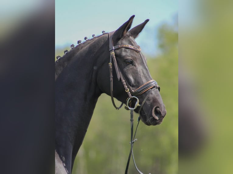 Hannoveraan Merrie 18 Jaar 168 cm Zwart in Neuenkirchen-Vörden