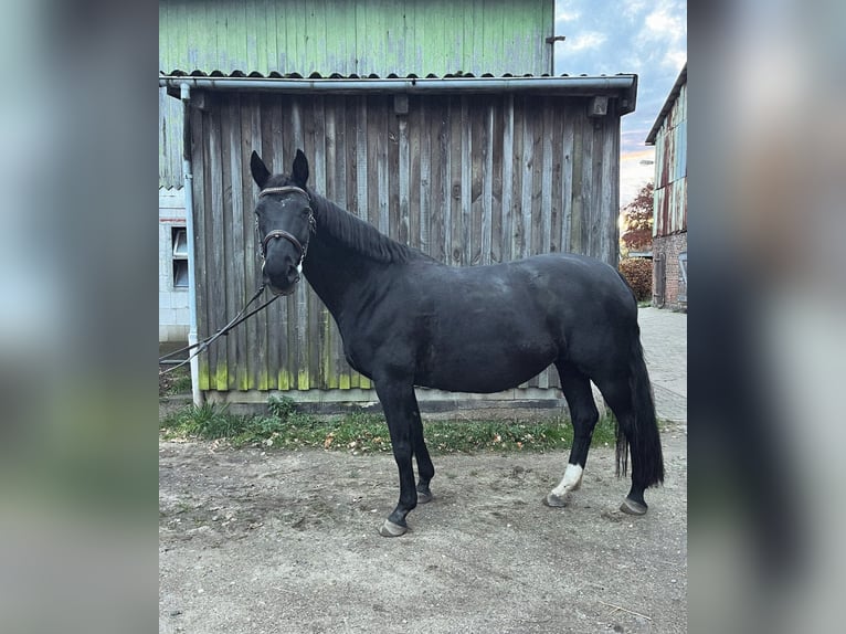 Hannoveraan Merrie 18 Jaar 170 cm Zwart in Nortorf