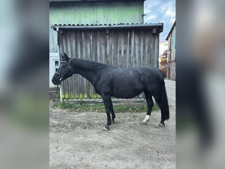 Hannoveraan Merrie 18 Jaar 170 cm Zwart in Nortorf