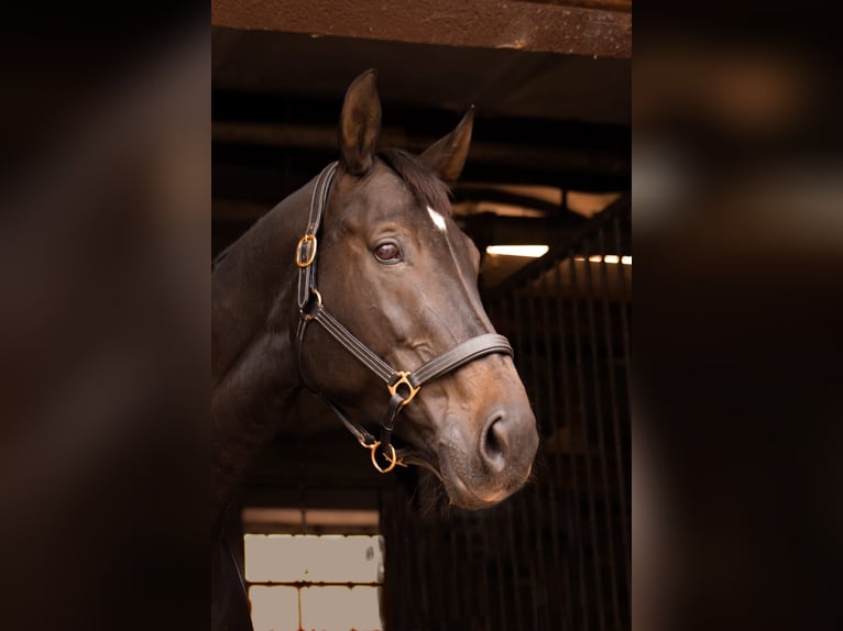 Hannoveraan Merrie 18 Jaar 170 cm Zwartbruin in Frankenthal (Pfalz)