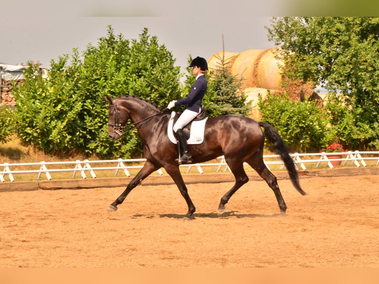 Hannoveraan Merrie 18 Jaar 170 cm Zwartbruin in Frankenthal (Pfalz)