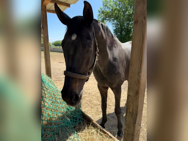 Hannoveraan Merrie 18 Jaar 170 cm Zwartbruin in Frankenthal (Pfalz)
