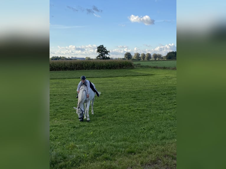 Hannoveraan Merrie 18 Jaar 172 cm Schimmel in Vöhringen