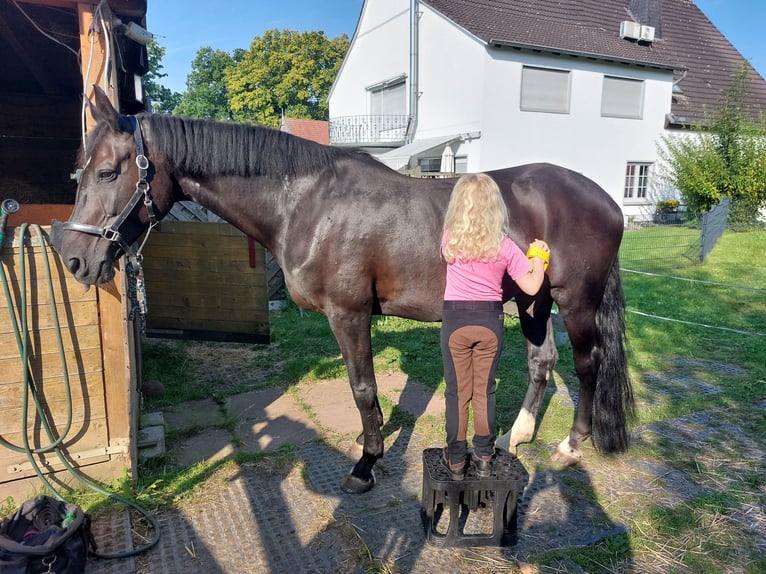 Hannoveraan Merrie 18 Jaar 172 cm Zwartbruin in Bünde