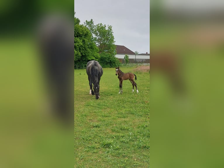 Hannoveraan Merrie 18 Jaar 172 cm Zwartbruin in Bünde