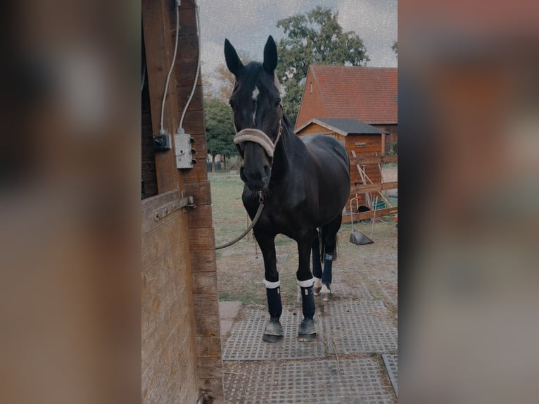 Hannoveraan Merrie 18 Jaar 172 cm Zwartbruin in Bünde