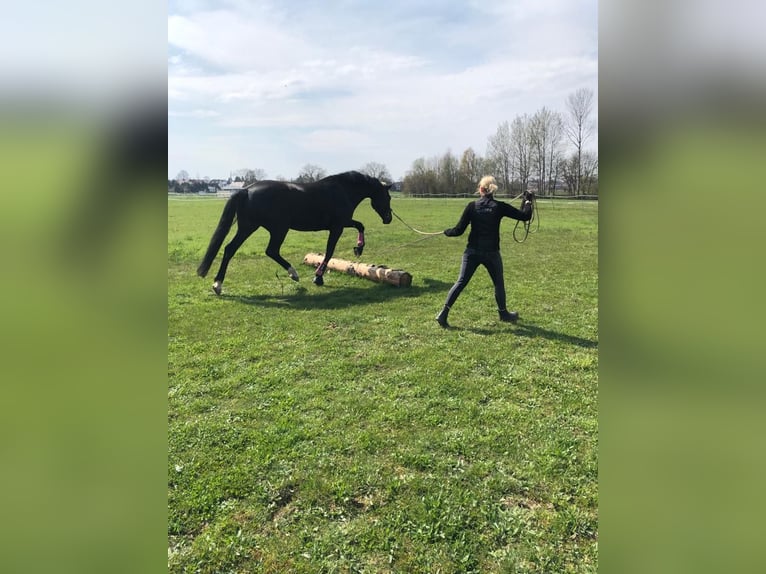 Hannoveraan Merrie 18 Jaar 172 cm Zwartbruin in Bünde