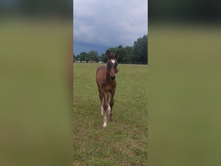 Hannoveraan Merrie 18 Jaar 172 cm Zwartbruin in Bünde