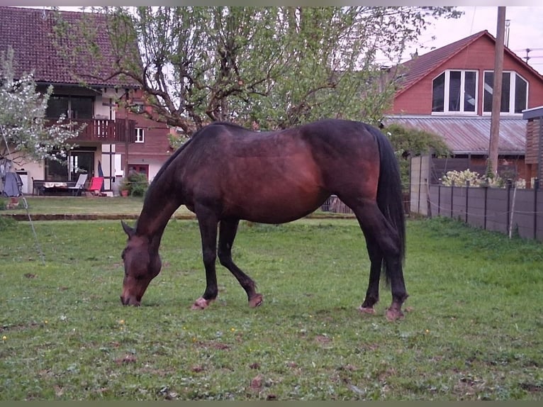 Hannoveraan Mix Merrie 19 Jaar 160 cm Bruin in Rheinfelden