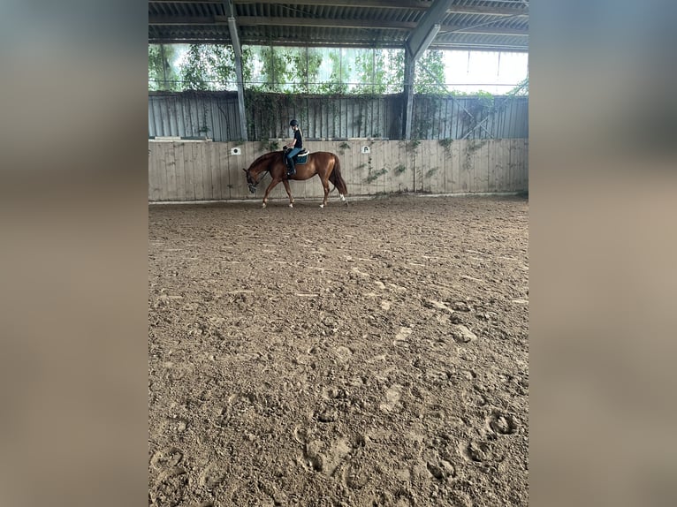 Hannoveraan Merrie 19 Jaar 160 cm Vos in Hameln
