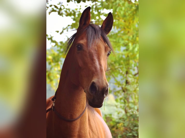 Hannoveraan Merrie 19 Jaar 162 cm Bruin in Sundern