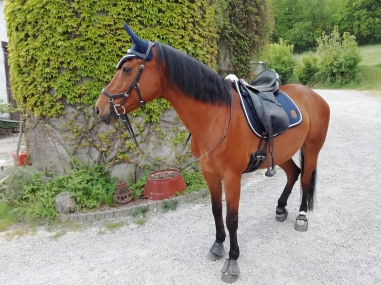 Hannoveraan Merrie 19 Jaar 162 cm Bruin in Sundern