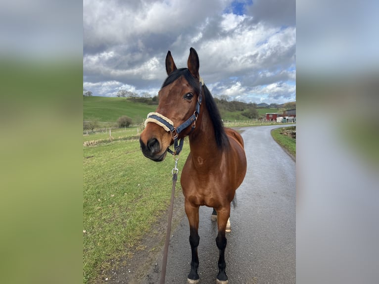 Hannoveraan Merrie 19 Jaar 162 cm Bruin in Sundern