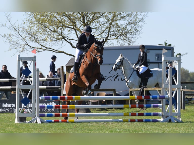 Hannoveraan Merrie 19 Jaar 165 cm Bruin in BrestBargstedt