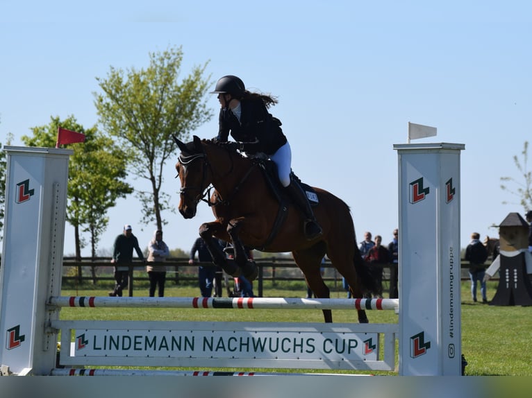 Hannoveraan Merrie 19 Jaar 165 cm Bruin in BrestBargstedt