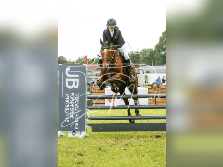 Hannoveraan Merrie 19 Jaar 165 cm Bruin in BrestBargstedt