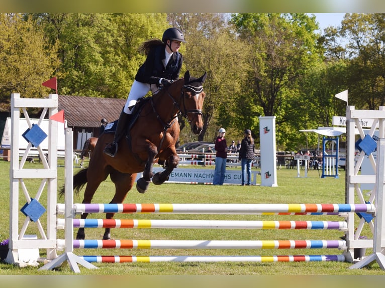 Hannoveraan Merrie 19 Jaar 165 cm Bruin in BrestBargstedt