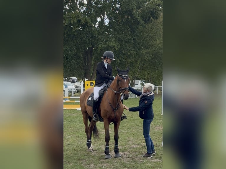 Hannoveraan Merrie 19 Jaar 165 cm Bruin in BrestBargstedt
