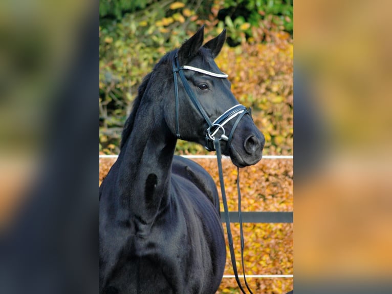 Hannoveraan Merrie 19 Jaar 165 cm Zwartbruin in Münster