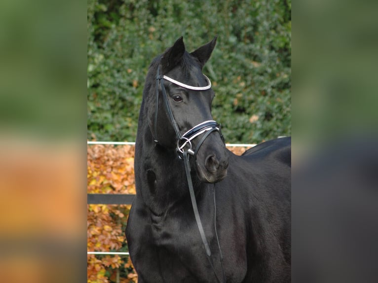 Hannoveraan Merrie 19 Jaar 165 cm Zwartbruin in Münster