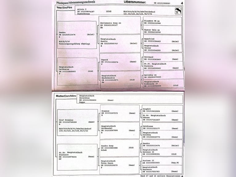 Hannoveraan Merrie 19 Jaar 166 cm Bruin in Arneburg