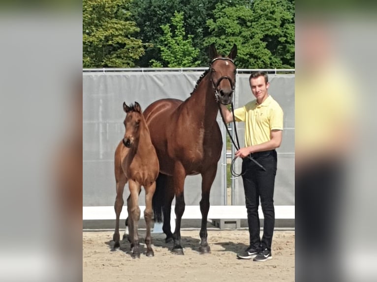 Hannoveraan Merrie 19 Jaar 167 cm Bruin in Havelaue