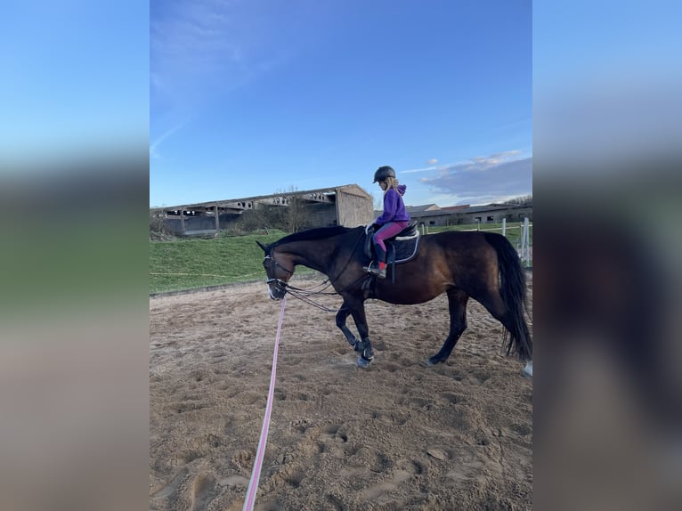 Hannoveraan Merrie 19 Jaar 170 cm Donkerbruin in Krostitz